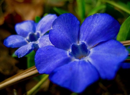 Barvinok - plantare și îngrijire, proprietăți terapeutice ale florilor de vinca