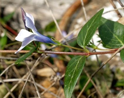 Barvinok - plantare și îngrijire, proprietăți terapeutice ale florilor de vinca