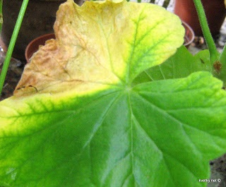 Boli de primroses de interior - flori