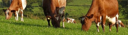 Bolile de vaci care pot fi foarte periculoase pentru sănătatea umană - viața mea
