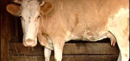 Cow-betegség, ami nagyon veszélyes lehet az emberi egészségre - az életem