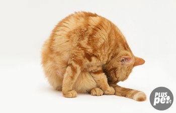 Betegségek macskák tünetek és a kezelés