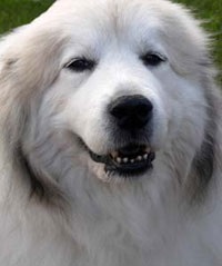 Mare câine de munte pirenean, câine mare de pirene, descrierea rasei
