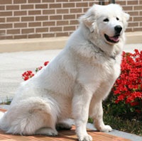 Mare câine de munte pirenean, câine mare de pirene, descrierea rasei