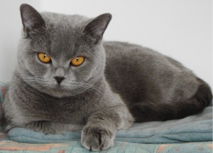 British Blue