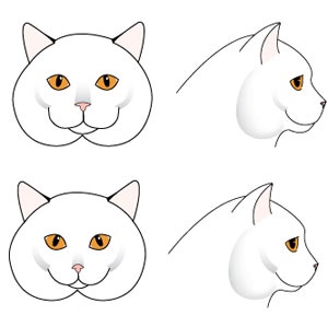 British Shorthair Standard și Dezavantaje