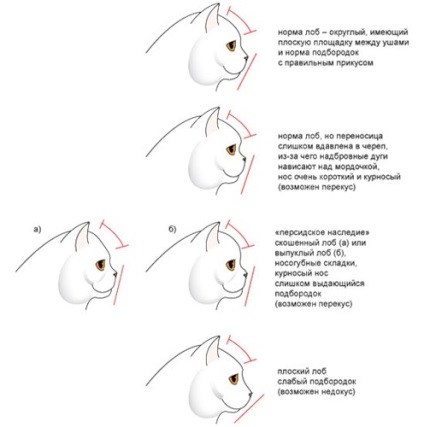 British Shorthair Standard și Dezavantaje