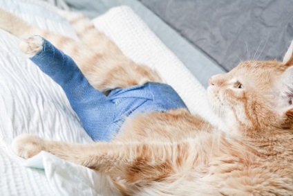 Bursita la diagnosticarea pisicilor și tratamentul inflamației articulațiilor
