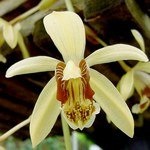 Coelogyne, tippeket és tanácsokat a gondozás és termesztése orchideák
