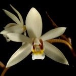 Coelogyne, tippeket és tanácsokat a gondozás és termesztése orchideák
