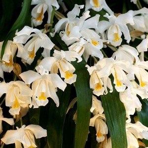 Coelogyne, tippeket és tanácsokat a gondozás és termesztése orchideák