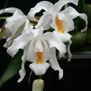 Coelogyne, tippeket és tanácsokat a gondozás és termesztése orchideák