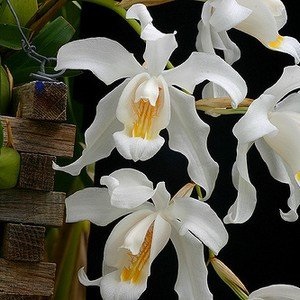 Cologin, sfaturi și recomandări pentru îngrijirea și cultivarea orhideelor