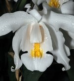 Coelogyne, tippeket és tanácsokat a gondozás és termesztése orchideák