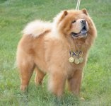 Chow Chow - fotografia câinelui, descrierea rasei, natura