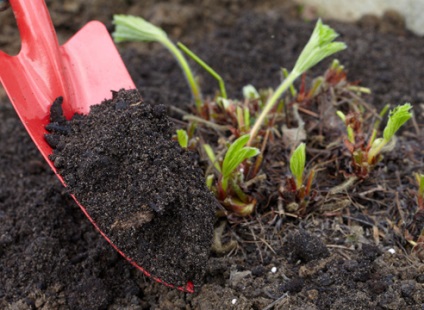 Cum să fertilizeze solul în toamnă sub căpșuni