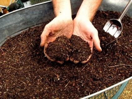 Cum să fertilizeze solul în toamnă sub căpșuni