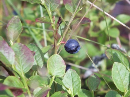 Blueberry цвят