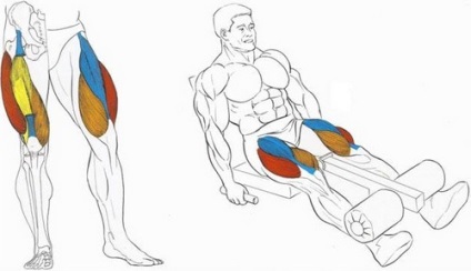 Patru capete anatomie musculară a coapsei (cvadriceps) și exerciții pentru exerciții în sala de gimnastică