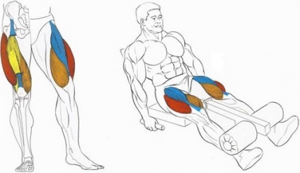 Чотириглавий м'яз стегна (квадрицепс) анатомія і вправи для занять в тренажерному залі
