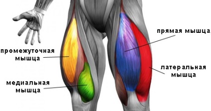 Patru capete anatomie musculară a coapsei (cvadriceps) și exerciții pentru exerciții în sala de gimnastică