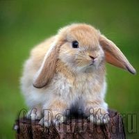 Ceea ce vrea să vă spună despre iepuri știm toate reproducțiile, întreținerea și îngrijirea iepurilor