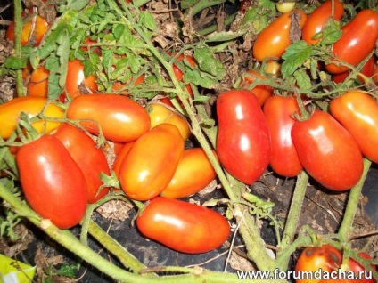 Ce fel de chibis de tomate este ceea ce caracteristici și recenzii