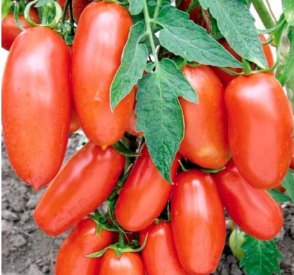 Ce fel de chibis de tomate este ceea ce caracteristici și recenzii