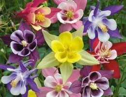 Recomandări de flori pentru creștere în aer liber
