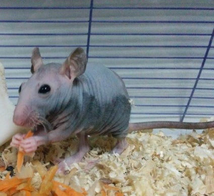 Șhidnac de șobolani decorativ - viața mea