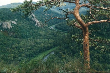 Albinele sălbatice, în care trăiesc albinele sălbatice, o fotografie, o muscatura de albine sălbatică