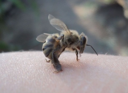 Albinele sălbatice, în care trăiesc albinele sălbatice, o fotografie, o muscatura de albine sălbatică