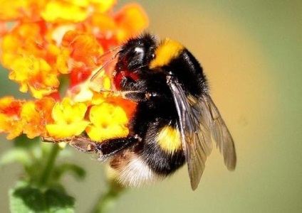 Albinele sălbatice, în care trăiesc albinele sălbatice, o fotografie, o muscatura de albine sălbatică