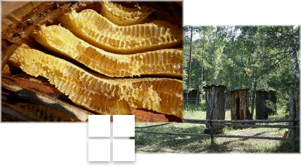 Albinele sălbatice, în care trăiesc albinele sălbatice, o fotografie, o muscatura de albine sălbatică