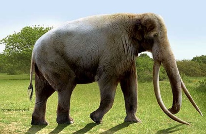 Oamenii vechi au vânat elefanți cu mult înainte de neanderthali