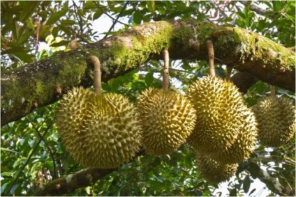 Durian gyümölcs kép, mint az illata, íze, jellemzői