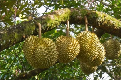 Durian fotografie de fructe, ce miroase, gust, proprietăți