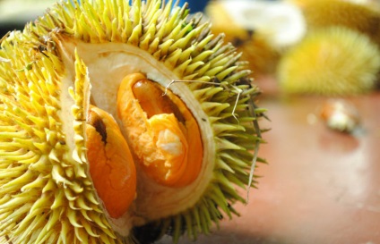Durian (fructul) ca mâncare, proprietăți benefice și contraindicații