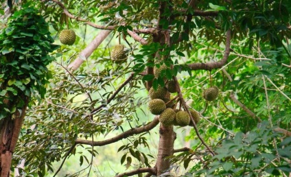 Durian (gyümölcs), mint a táplálkozás, hasznos tulajdonságok és ellenjavallatok