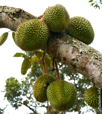 Durian, Regele Fructelor