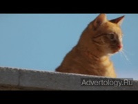 Két világhírű vörös macska először együtt, kreatív
