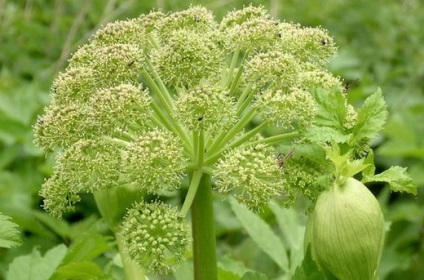 Angelica - proprietăți medicinale și contraindicații, fotografie, aplicație de Angelica officinalis