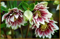 Angelica officinalis, descriere, fotografie, cultivare, colectare, proprietăți medicinale, aplicare