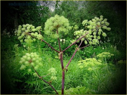 Angelica officinalis, descriere, fotografie, cultivare, colectare, proprietăți medicinale, aplicare