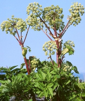 Angelica officinalis - grădini din Siberia