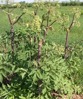 Angelica officinalis - ellátás, öntözés, ültetés, tenyésztés