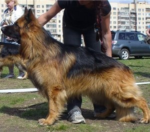 Exteriorul câinului de câine ciobănesc cu păr lung