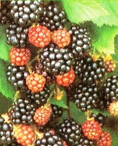 Blackberry-málna hibridek - Kerti Szibériában