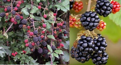 Blackberry fajták és termesztési