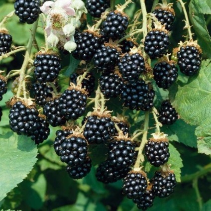 Soiuri de Blackberry și cultivare